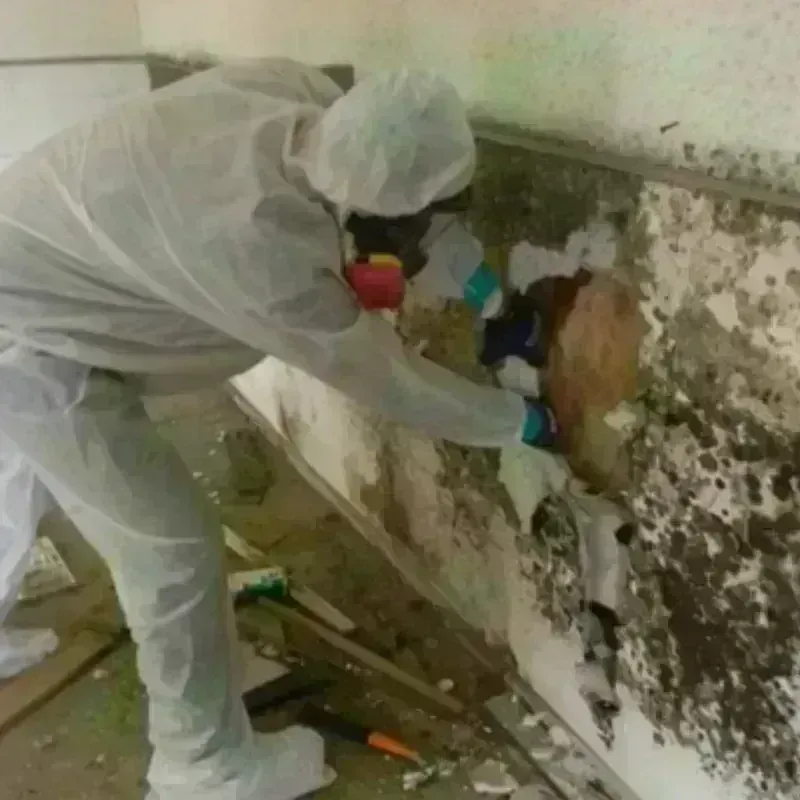 Mold Remediation and Removal in Middlesex, NJ